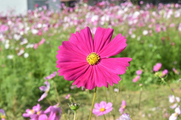 Colorful cosmos flowers blooming in the garden