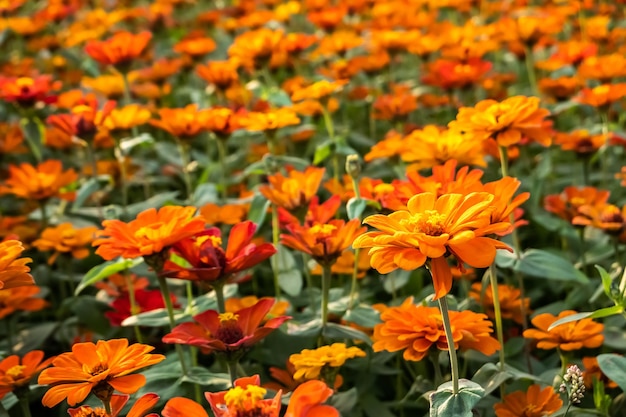 Colorful cosmos flowers farm in the outdoor