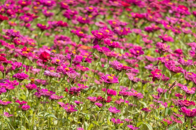 Colorful cosmos flowers farm in the outdoor