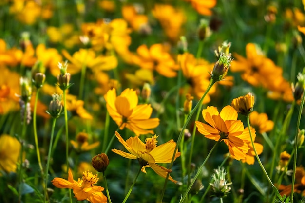 Colorful cosmos flowers farm in the outdoor