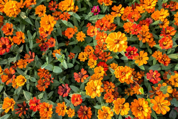 Colorful cosmos flowers farm in the outdoor