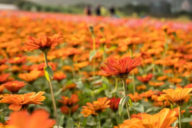 Colorful cosmos flowers farm in the outdoor