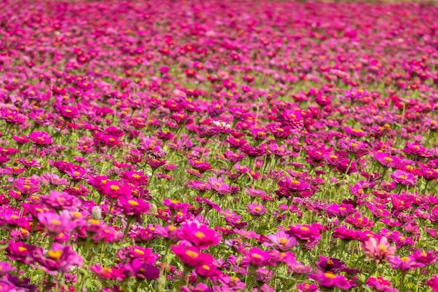 Colorful cosmos flowers farm in the outdoor