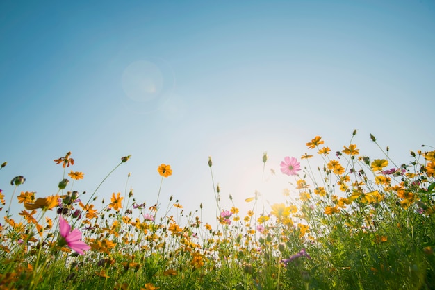 Colorful cosmos flowers field with blue sky and sunlight. Fresh natural background.