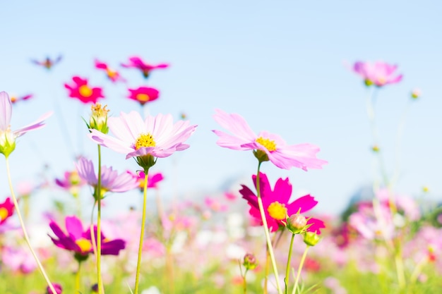 Colorful cosmos flowers in garden.