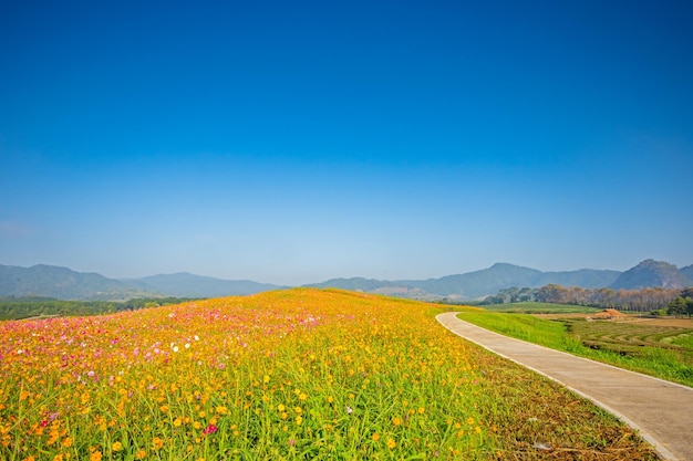 Colorful cosmos flowers in the garden