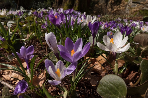 Colorful crocus on a meadow in spring, Norway