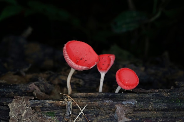 Photo colorful cup fungi in rainy season natural forest of thailand