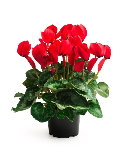 Colorful cyclamen flower in pot isolated on white