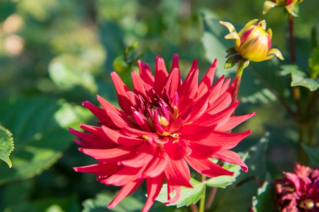 Colorful dahlia flower closeup against green