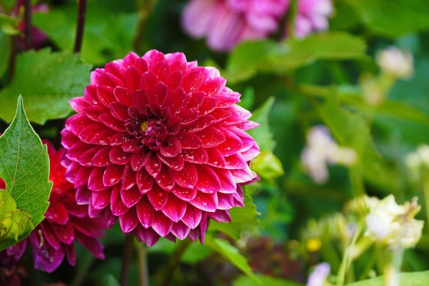 Colorful dahlia flower closeup against green