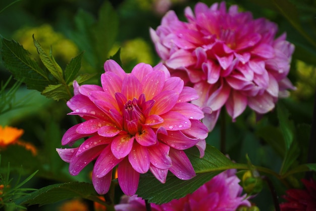 Colorful dahlia flower closeup against green