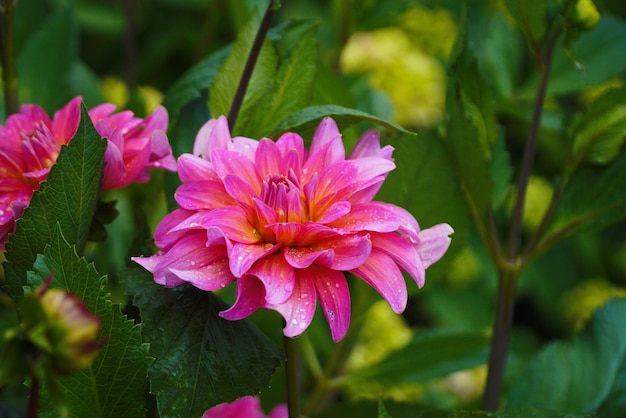 Colorful dahlia flower closeup against green