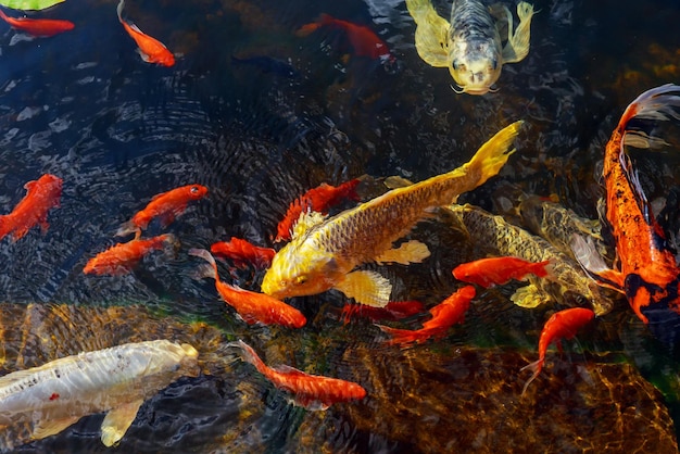 Colorful decorative fish float in an artificial pond view from above