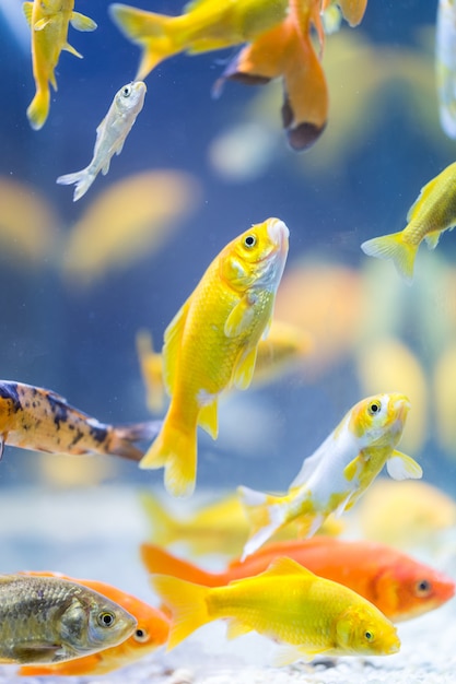 Colorful decorative fishes