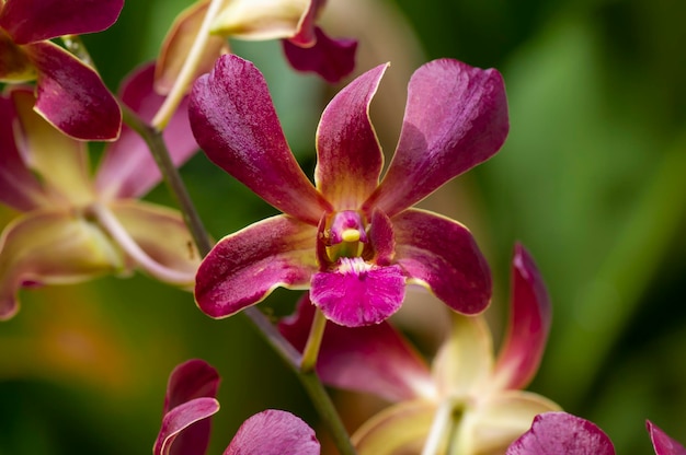 Colorful Dendrobium Morning Sun in shallow focus