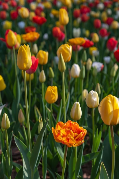 Colorful different types of Tulips flower fields