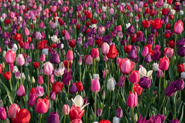 Colorful different types of Tulips flower fields