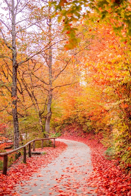 Colorful dream trees leaves and footpath road in autumn landscape. Deep in the forest hike trail