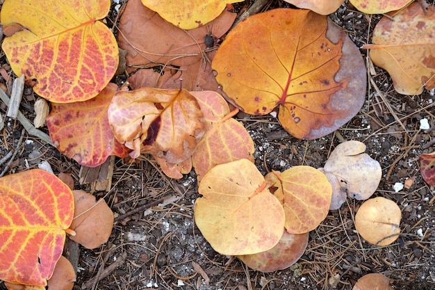 Colorful dry fallen leaves on forest floor or park ground