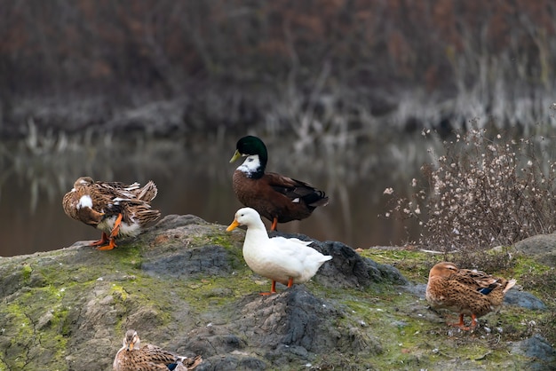 Colorful ducks on lake shore