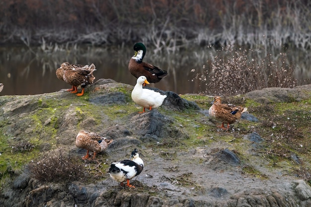 Colorful ducks on lake shore