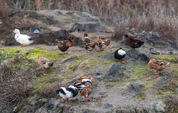 Colorful ducks on lake shore