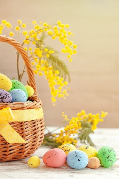 Colorful easter eggs in a basket on a white wooden background, decorated with blossom sprig of mimosa. Springtime holidays concept.