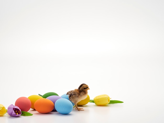 Colorful Easter eggs and chicks.