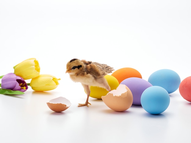 Colorful Easter eggs and chicks.