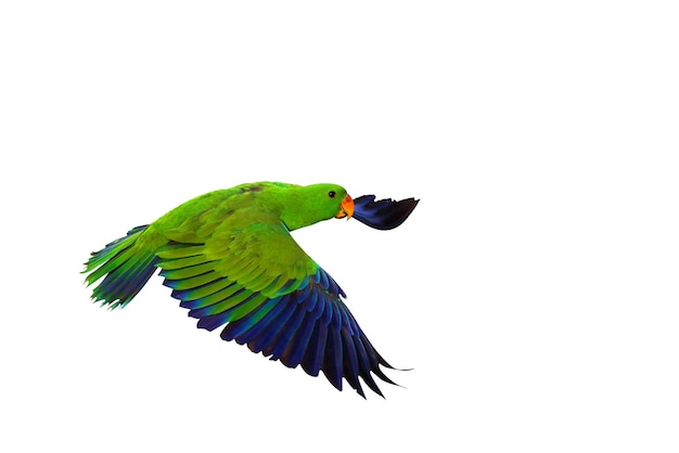 Colorful Eclectus parrot flying isolated on white background