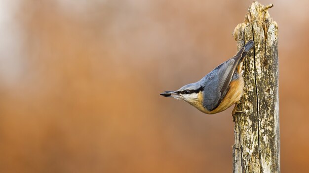 Colorful eurasian nuthatch holding sunflower seed in its beak in chilly weather