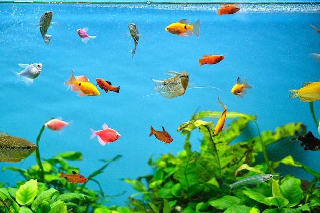 Colorful exotic fish swimming in deep blue water aquarium with green tropical plants.