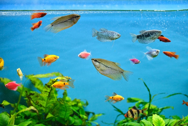 Colorful exotic fish swimming in deep blue water aquarium with green tropical plants