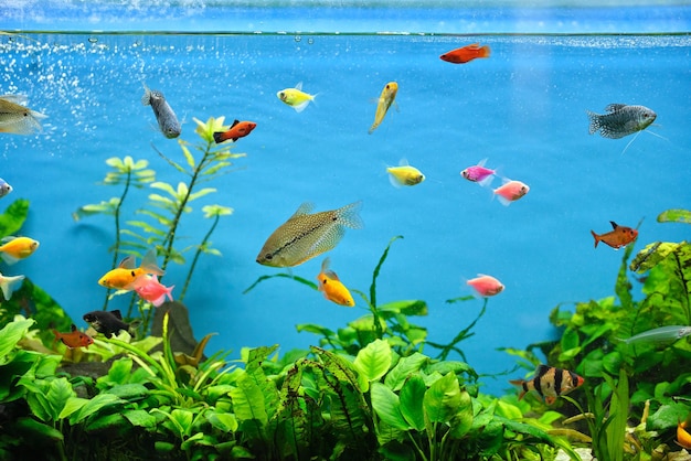 Colorful exotic fish swimming in deep blue water aquarium with green tropical plants