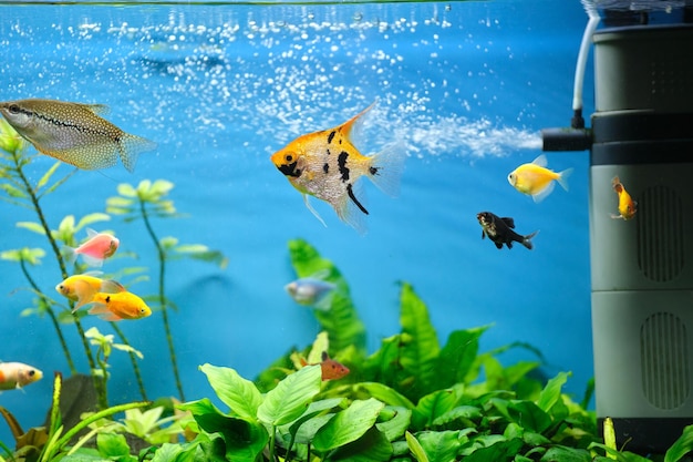 Colorful exotic fish swimming in deep blue water aquarium with green tropical plants