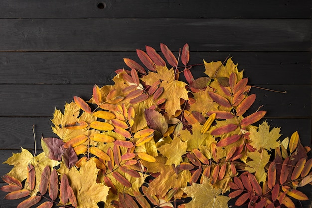 Colorful fall maple leaves