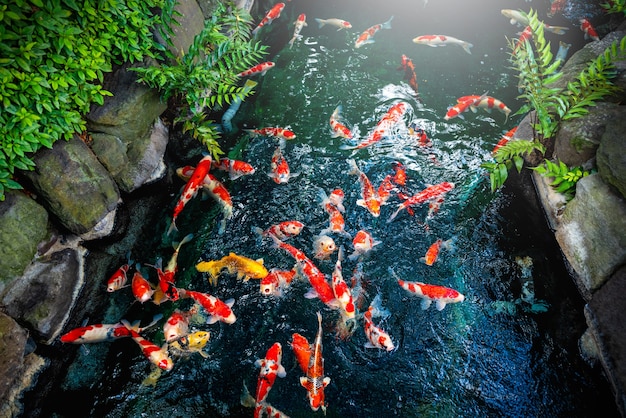 Colorful of fancy carp (fish japanese) swimming in the pond on the garden