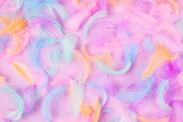 Colorful feather background top view