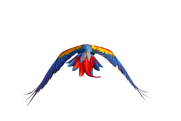 Colorful feathers on the back of macaw parrot isolated on white background