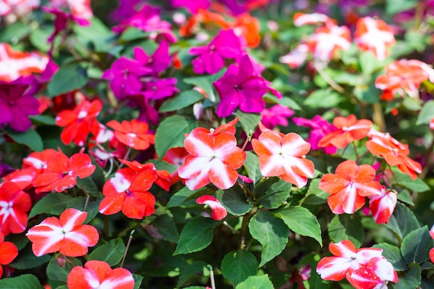 Photo colorful field of busy lizzie, scientific name impatiens walleriana flowers also called balsam, flowerbed of blossoms