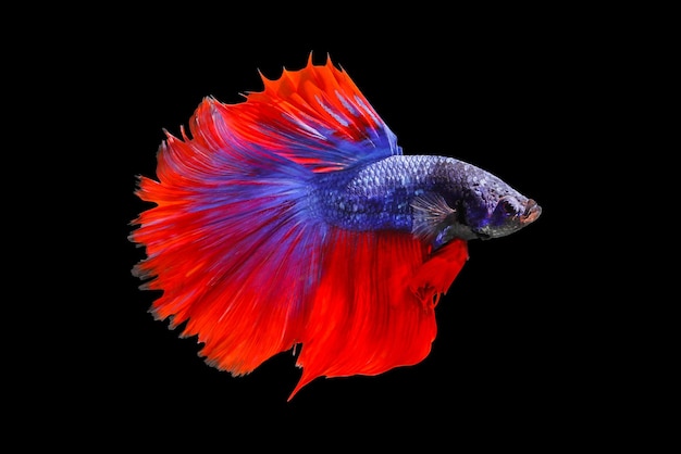 Colorful Fighting fish isolated on black background.