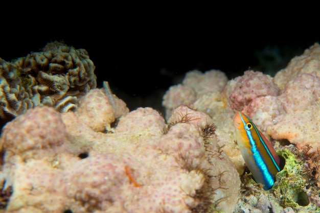 A colorful fish coming out from its nest in Cebu Philippines