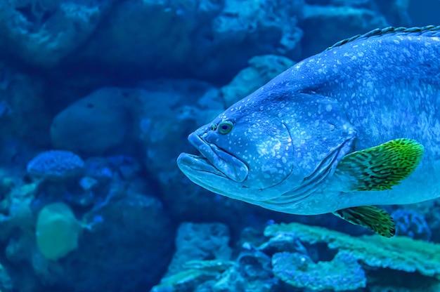 Colorful fish or Epinephelus lanceolatus in the sea background the coral , Thailand.