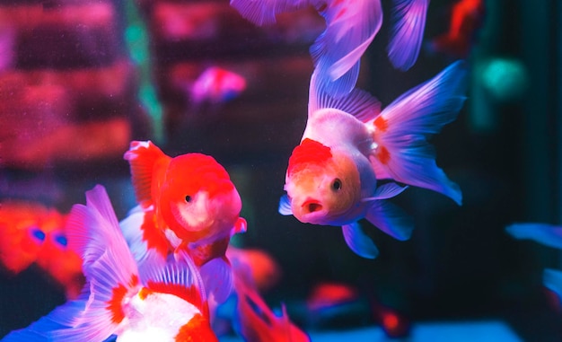 Colorful fish variety in aquarium on pet store