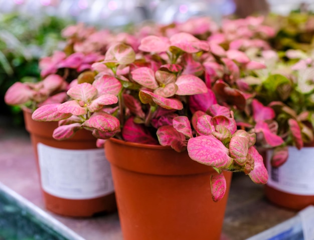 Colorful Fittonia mix plant in a pot close-up. Sale in the store. Selective focus.