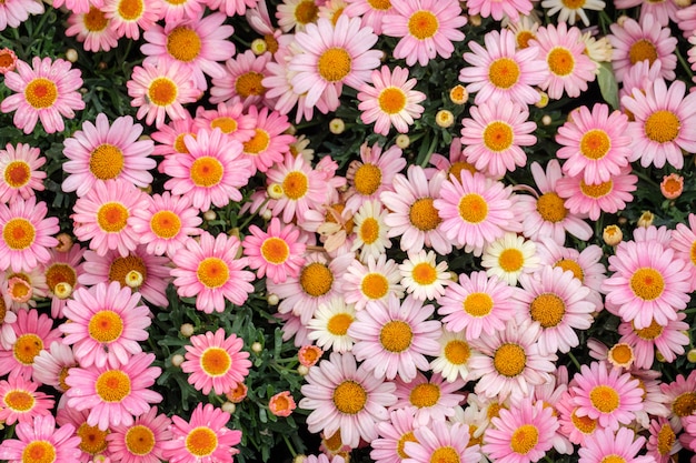 Colorful flower background in summer greenhouse garden