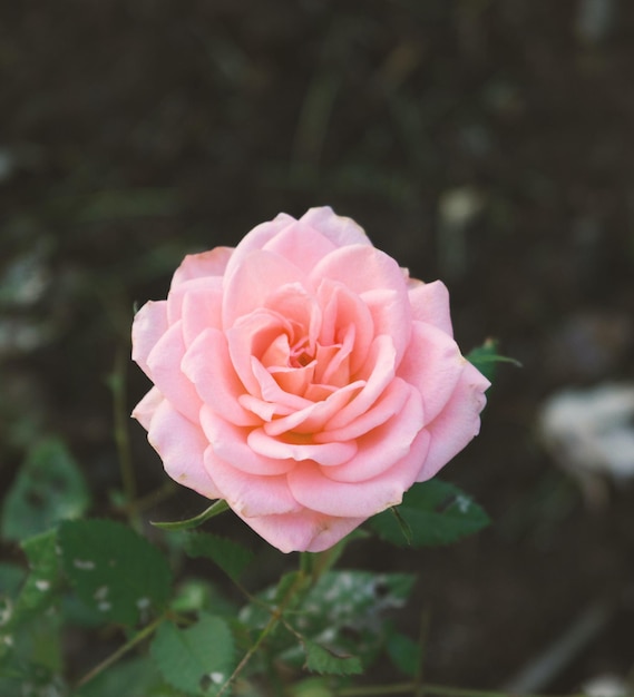 COLORFUL FLOWER BACKGROUND