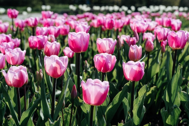 Colorful flower bed with pink tulips