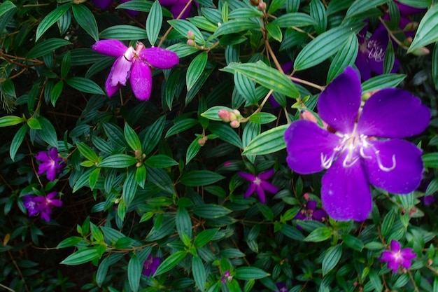 Colorful Flower In Bloom Background